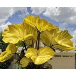 Blue Caladium Seeds, 500 Seeds Dwarf Elephant Ear Ornamental, Flowering Plants