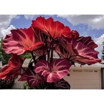 Blue Caladium Seeds, 500 Seeds Dwarf Elephant Ear Ornamental, Flowering Plants