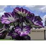 Blue Caladium Seeds, 500 Seeds Dwarf Elephant Ear Ornamental, Flowering Plants