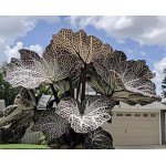 Blue Caladium Seeds, 500 Seeds Dwarf Elephant Ear Ornamental, Flowering Plants