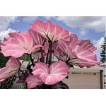 Blue Caladium Seeds, 500 Seeds Dwarf Elephant Ear Ornamental, Flowering Plants
