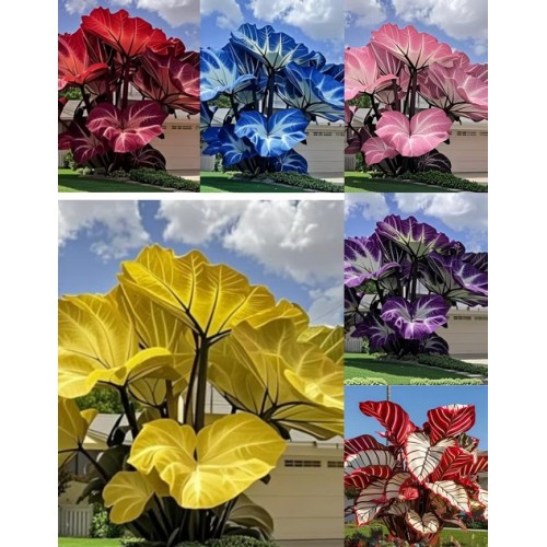 Blue Caladium Seeds, 500 Seeds Dwarf Elephant Ear Ornamental, Flowering Plants